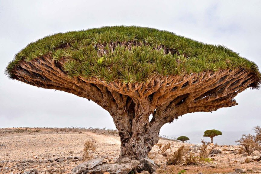 Socotra Dragon Trees, Socotra Island, Yemen